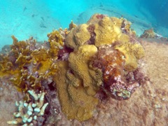 Knobby Brain Coral